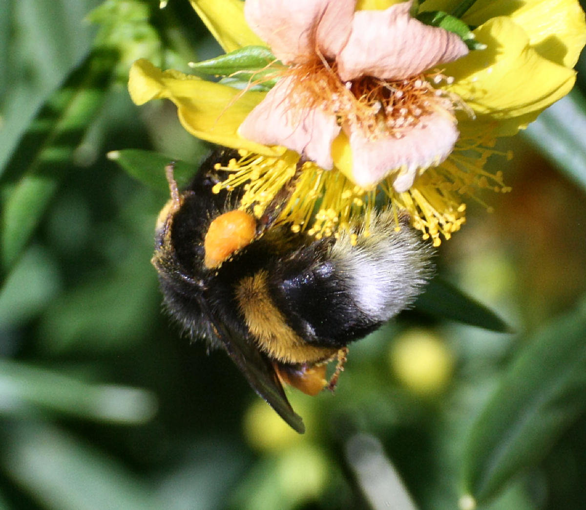 Bombus terrestris ?